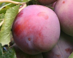 plum 'Marjorie's Seedling' (plum)