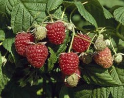 raspberry 'Autumn Bliss' (PBR) (raspberry - autumn fruiting)