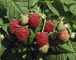 raspberry 'Autumn Bliss' (PBR) (raspberry - autumn fruiting)