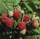 raspberry - autumn fruiting