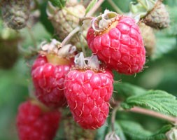 raspberry - summer fruiting