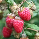 raspberry - summer fruiting