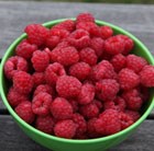 raspberry - early summer fruiting