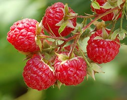 raspberry 'Glen Ample' (PBR) (raspberry - summer fruiting)