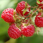 raspberry- summer fruiting