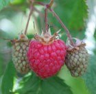 raspberry - late season fruiting