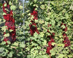 redcurrant