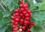 redcurrant