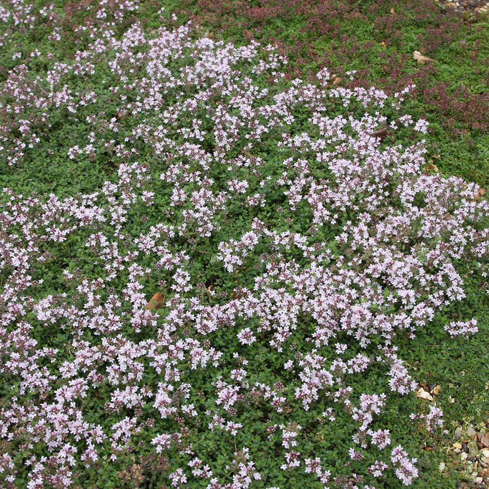 thyme thyme