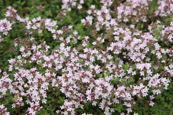 thyme thyme