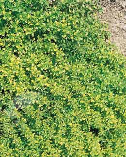 Thymus pulegioides 'Aureus' (golden-scented thyme)