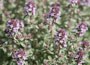Lavender-pink summer flowers, opening from crimson-red buds, and fragrant dark olive-green leaves with yellow spots. This creeping thyme looks fabulous cascading over a sunny rock garden outcrop. An easy-to-grow and attractive plant, it thrives in well-drained neutral to alkaline soil.Position:  full sunSoil:  well-drained neutral to alkaline soilRate of growth: average to fast Flowering period:  June to July Flower colour:  lavender-pinkOther features: the aromatic leaves are a useful ingredient in bouquet garni, stuffings and sauces; highly attractive to bees and other beneficial pollinating insectsHardiness:  fully hardyGarden care:  After flowering cut back hard using garden shears to retain a neat compact shape. Lift and divide large clumps in early springGoes well with: Salvia officinalis 'Icterina', Melissa officinalis, Thymus serphyllum, Petroselium crispum, Ocimum sativum, Mentha spicata