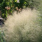 tufted hair grass  (syn. Golden Dew)
