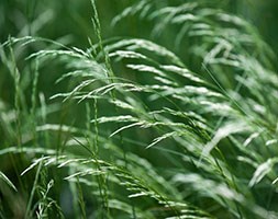 Deschampsia flexuosa (wavy hair grass)