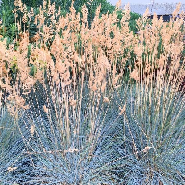 blue fescue