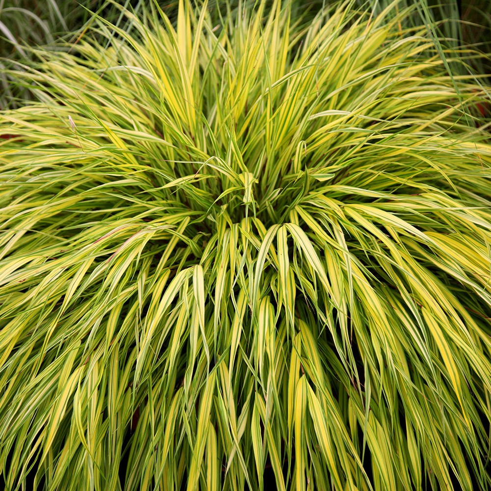 golden hakonechloa golden hakonechloa
