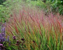Panicum virgatum 'Rehbraun' (switch grass)