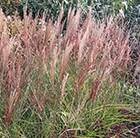 Chinese silver grass