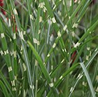 zebra grass