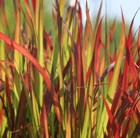 blood grass (syn. Red Baron)