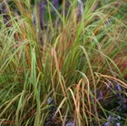 pheasant&apos;s tail grass (syn. Stipa arundinacea)