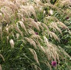 pheasant grass