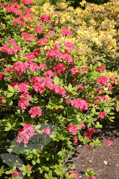 deciduous azalea