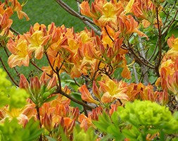 Rhododendron 'Klondyke' (deciduous azalea)
