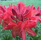 Rhododendron Koster's Brilliant Red