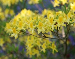 Rhododendron luteum (deciduous azalea)