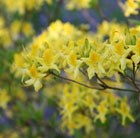 deciduous azalea