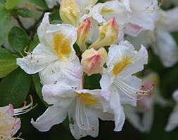 Rhododendron 'Persil' (deciduous azalea)
