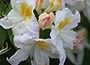 Deciduous Azalea