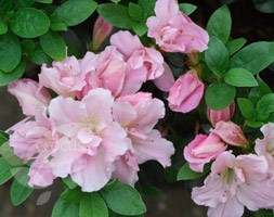 Rhododendron 'Betty Anne Voss' (evergreen azalea)