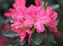 Evergreen Azalea