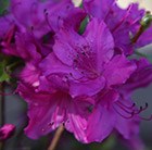 evergreen azalea