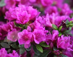 Rhododendron 'Fumiko' (evergreen azalea (syn. Geisha Purple))