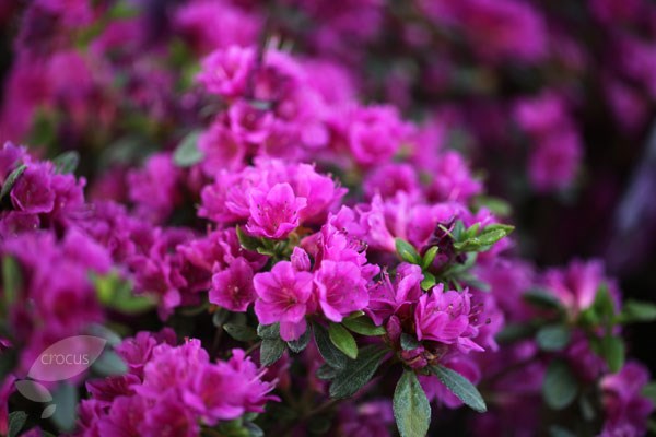 evergreen azalea (syn. Geisha Purple)