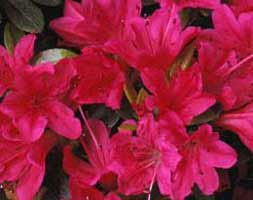 Rhododendron 'Kazuko' (evergreen azalea (syn. Geisha Red))