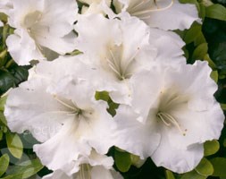 Rhododendron 'Gumpo White' (evergreen azalea)