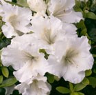 evergreen azalea