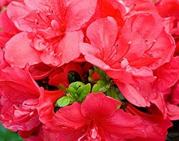 Rhododendron 'Mother's Day' (evergreen azalea)