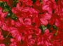 Evergreen Azalea