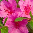 Rhododendron Velvet Gown