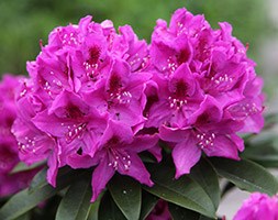 Rhododendron 'Anah Kruschke' (hybrid rhododendron)