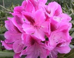 Rhododendron 'Cosmopolitan ' (hybrid rhododendron)
