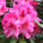 hybrid rhododendron