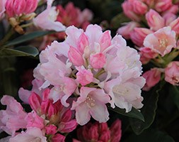 Rhododendron 'Dreamland' (hybrid rhododendron)
