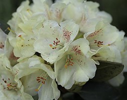 Rhododendron 'Goldkrone' (hybrid rhododendron)