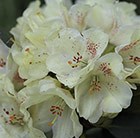 hybrid rhododendron